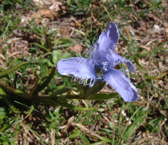 Gentianopsis ciliata / Genziana sfrangiata